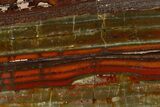 Stromatolite Slice - Pilbara, Australia ( Billion Years) #180179-1